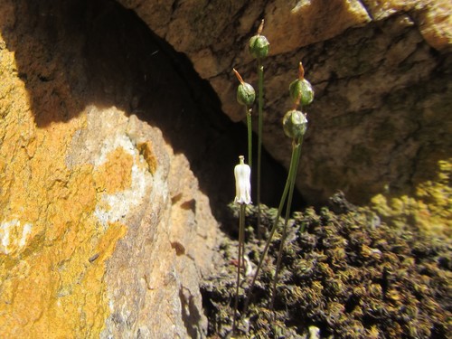 Drimia uniflora