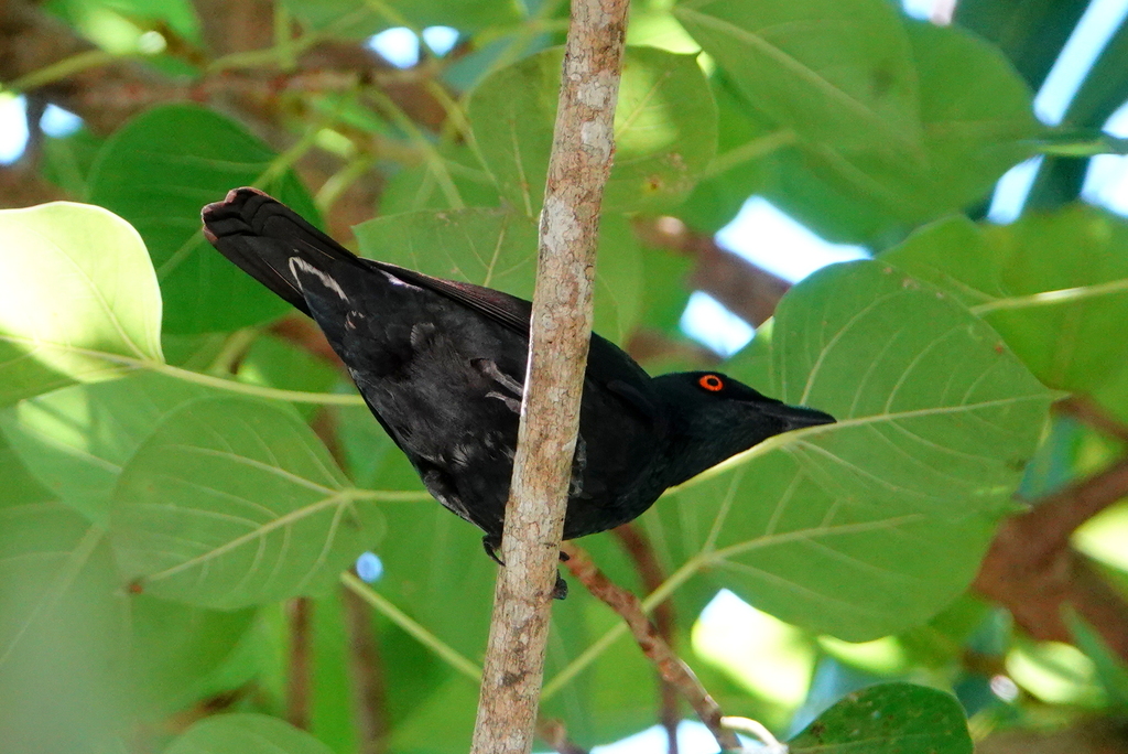Singing Starling (Aplonis cantoroides)