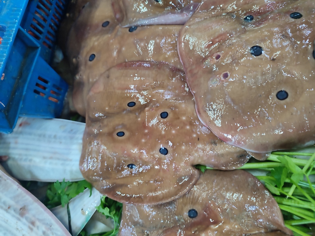 Common torpedo (Torpedo torpedo) — Torpedinidae