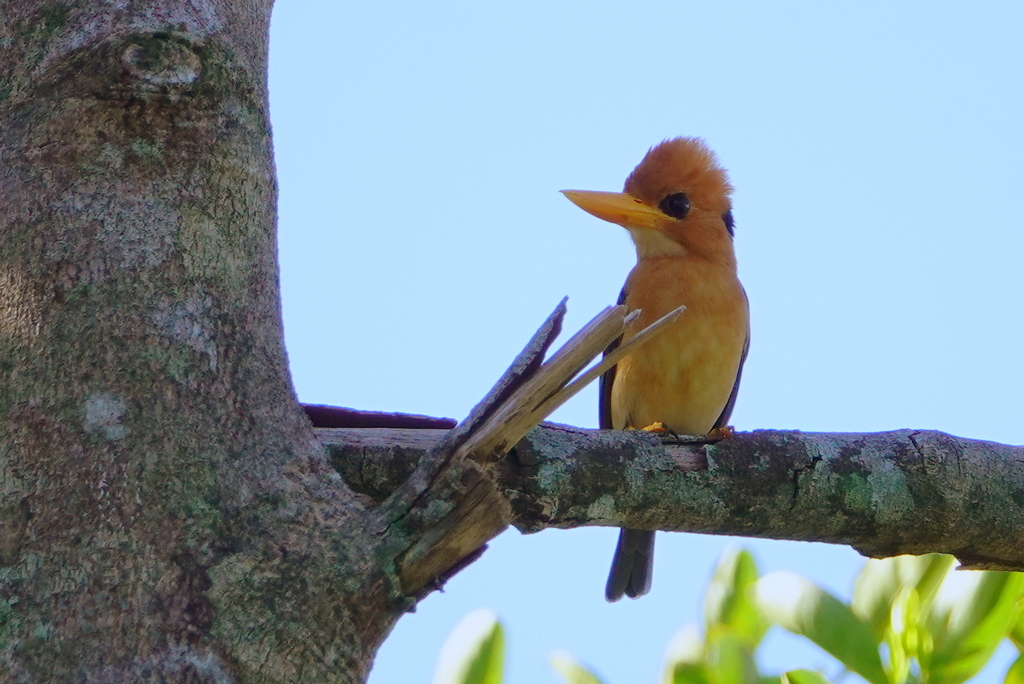 Yellow-billed Kingfisher (Syma torotoro)