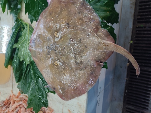 Rough ray (Raja radula) — Rajidae — 2