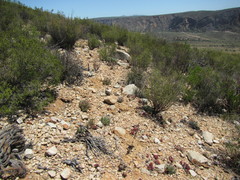 Machairophyllum bijliae