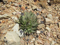 Machairophyllum bijliae