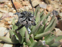 Machairophyllum bijliae