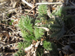 Potentilla chinensis