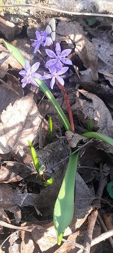 Scilla vindobonensis