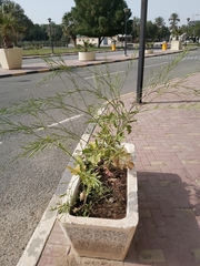 Brassiceae
