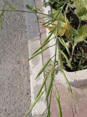 Brassiceae