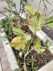 Brassiceae
