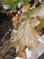 Brassiceae