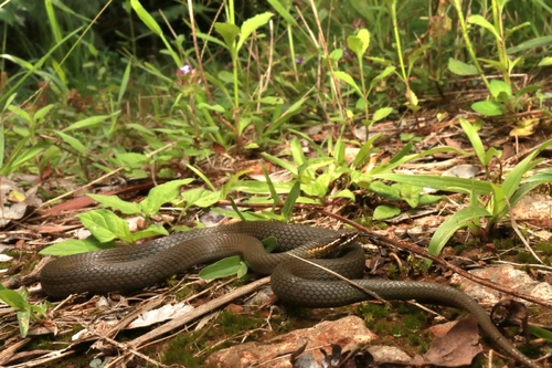 Marsh Snake