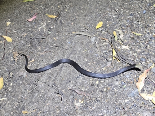 Marsh Snake