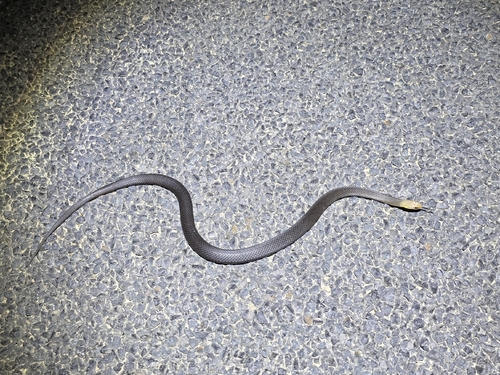 Marsh Snake