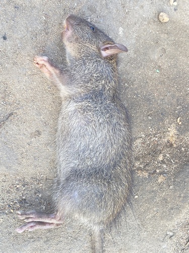 Lesser Bandicoot-rat