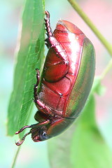 Anomala cupripes