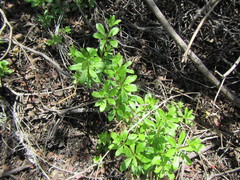 Galium tomentosum