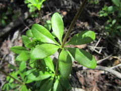Galium tomentosum