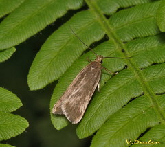 Acompsia cinerella