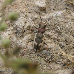 Neocicindela latecincta