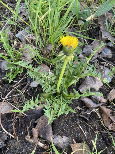 pointed-lobed dandelion (Taraxacum acutifidum)