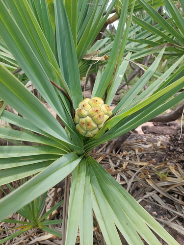 Sandstone Pandanus (Pandanus basedowii)