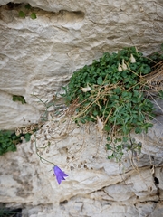 Campanula macrorhiza, photograph (c) Aubin NORMAND, some rights reserved (CC BY)