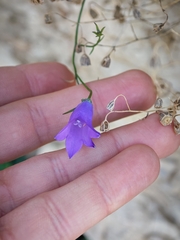 Campanula macrorhiza, photograph (c) Aubin NORMAND, some rights reserved (CC BY)