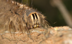 Lasiocampoidea