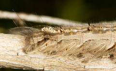 Lasiocampoidea