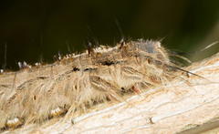 Lasiocampoidea