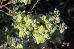 Atriplex vesicaria