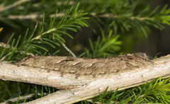Lasiocampoidea