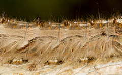 Lasiocampoidea