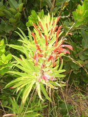 Lobelia excelsa