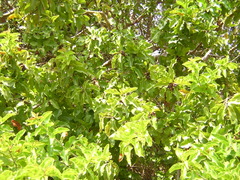 Schinus latifolia