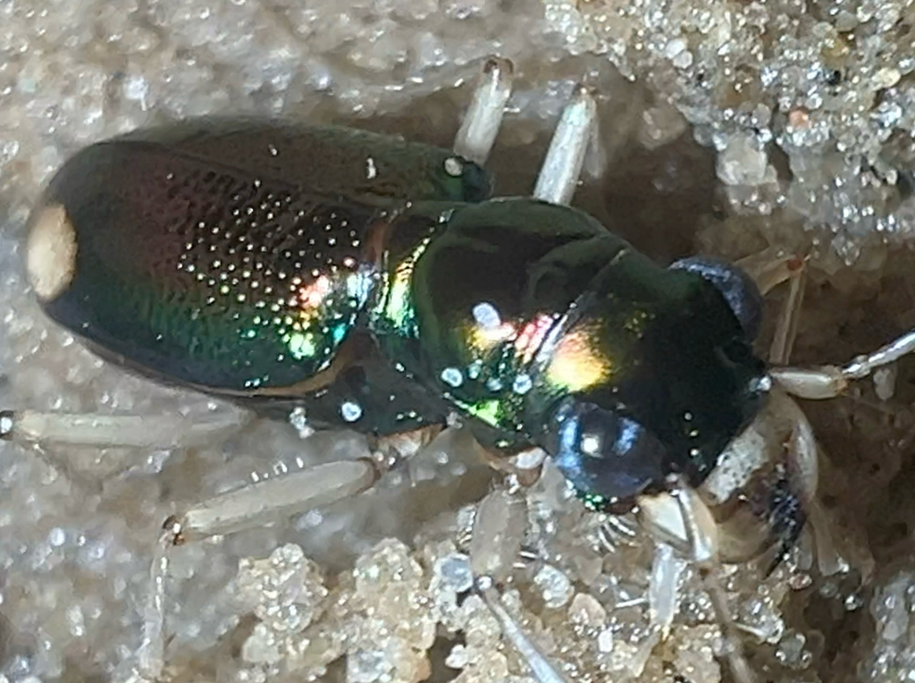 Tetracha fulgida