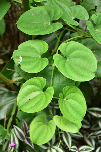 Dioscorea alata image