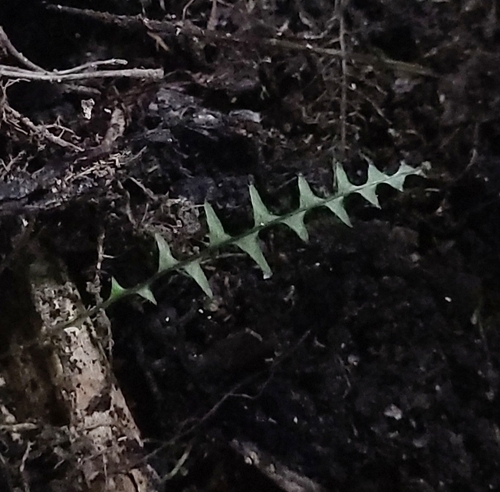 Selenicereus anthonyanus