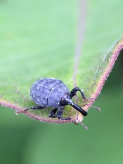 Rhyssomatus aequalis