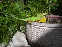 Anolis marmoratus