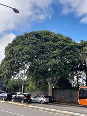 Cenostigma pluviosum