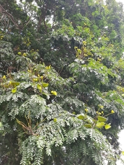 Cenostigma pluviosum