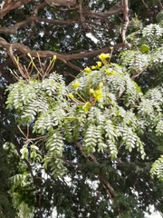 Cenostigma pluviosum