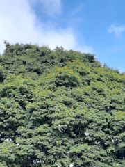 Cenostigma pluviosum