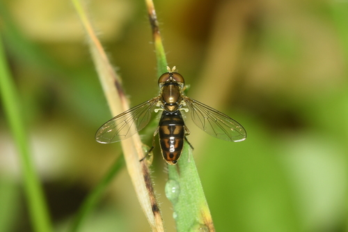 Unknown species found near Fair Oaks, CA, USA