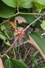 Smilax bracteata, photograph (c) 許文俊, some rights reserved (CC BY-SA)