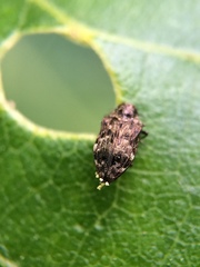 Brachys ovatus