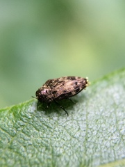 Brachys ovatus