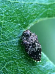 Brachys ovatus