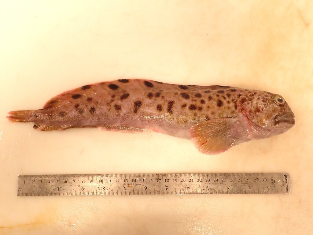 Catfish (Anarhichas minor) — Anarhichadidae